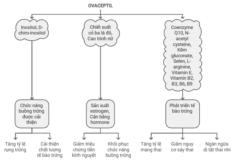 Cơ chế hoạt động của Ovaceptil