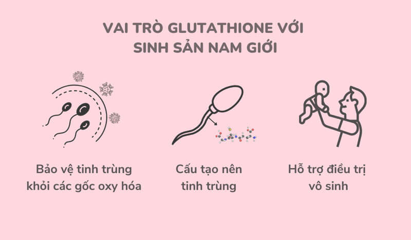 Glutathione giúp tăng số lượng và chất lượng tinh trùng, tăng tính di động làm đậm đặc tinh trùng, tăng khả năng thụ thai.