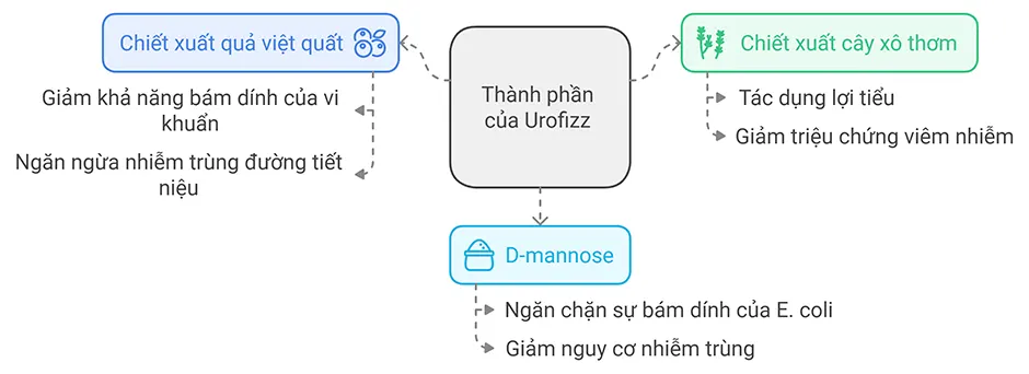 Thành phần và cơ chế hoạt động của Urofizz