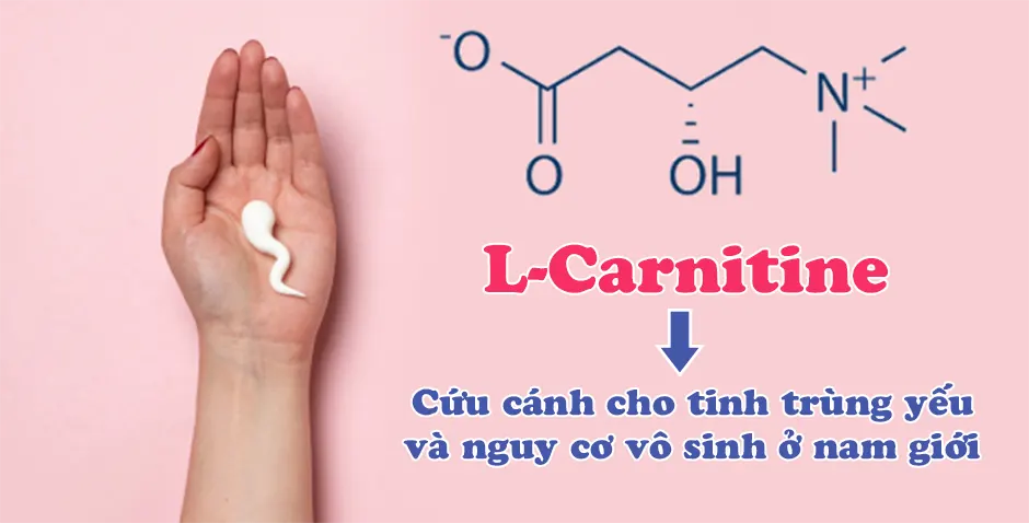 L-carnitine cải thiện chất lượng tinh trùng nam giới, giảm Stress oxy hóa và cải thiện chức năng tình dục