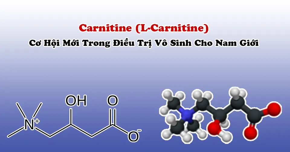 Carnitine (L-Carnitine): Cơ Hội Mới Trong Điều Trị Vô Sinh Cho Nam Giới