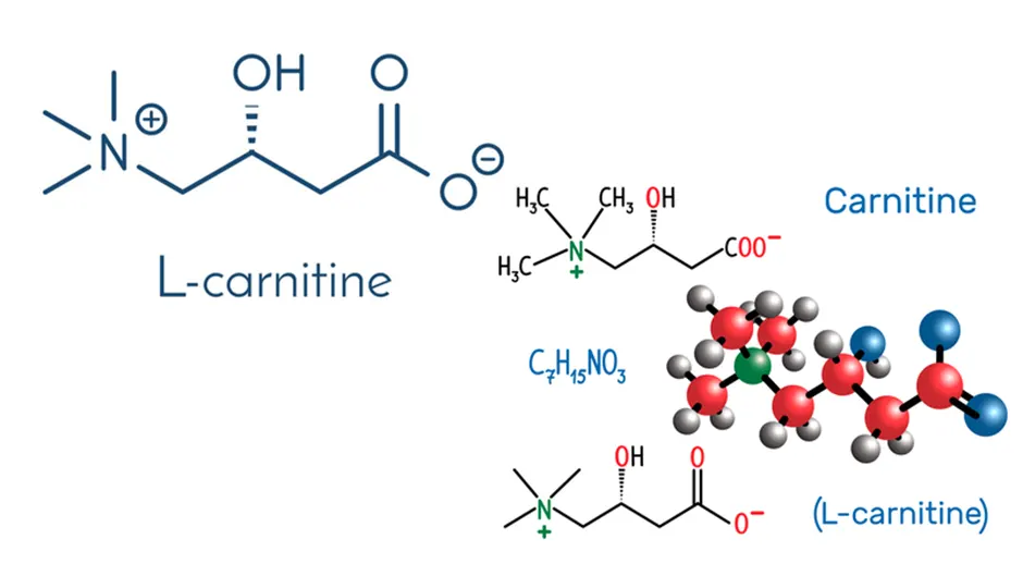 Cấu tạo của L-carnitine